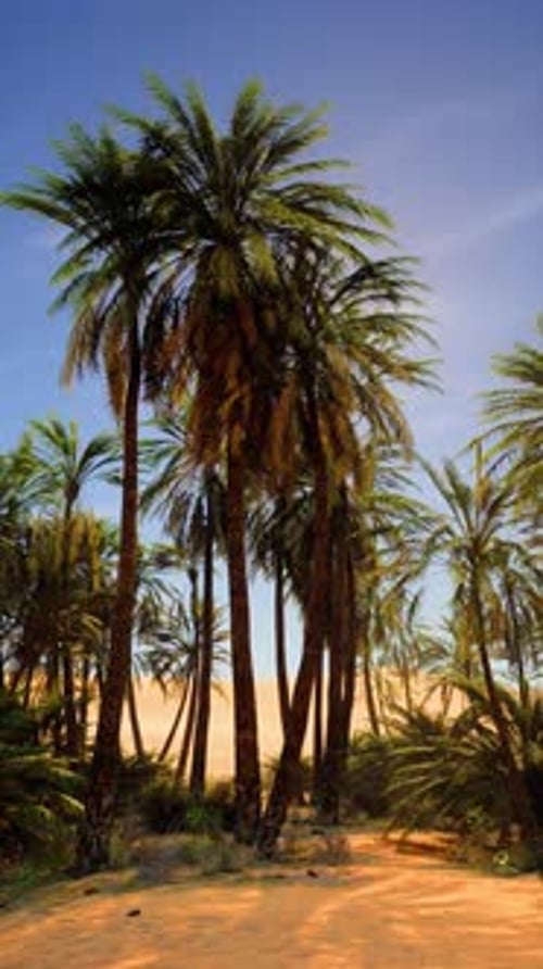 Group of Palm Trees in Desert