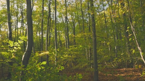 Trees with Fallen Leaves
