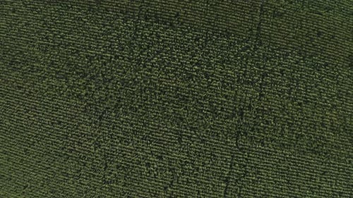 Aerial view of extensive green corn field with growing plants in neat rows