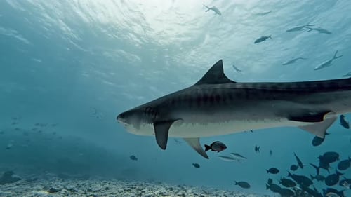 Close Encounter with Tiger Shark in Fuvahmulah, Maldives
