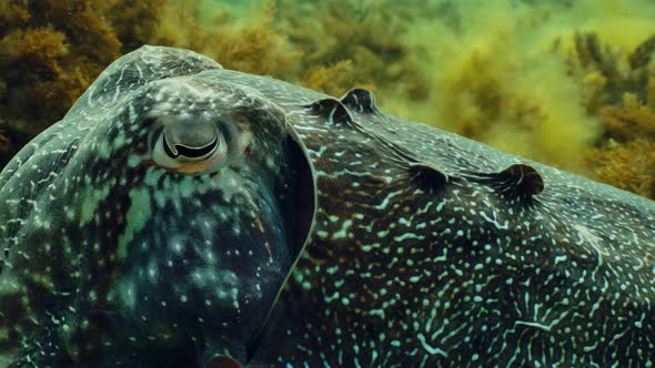 Giant Australian Cuttlefish Sepia apama Migration Whyalla South ...