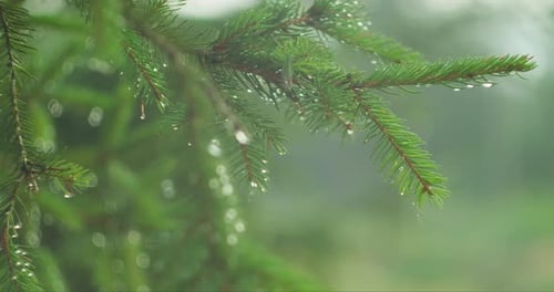 Rain Drops on Pine Tree Needles