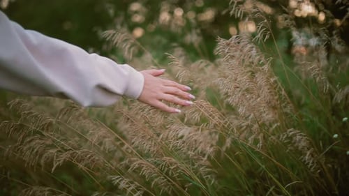 Hand Gently Touching Grass in a Summer Field