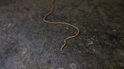 Horsehair Worm on Grungy Rock