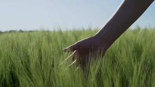 Woman Hand Touches Green Wheat in Slow Motion Peaceful Spring Scene in Open Field with Natural Light