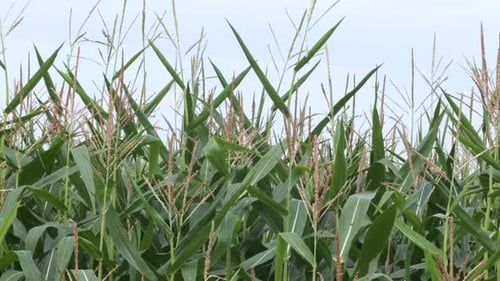 Top stalks of green maize corn crop in field with pale blue sky behind