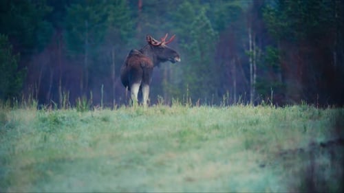 Moose Or Elk (Alces alces) Over Grassland Near Forest Trees. Static Shot