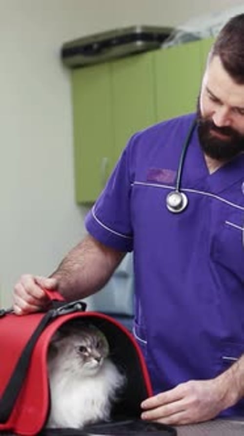 A Vet Giving Attentive Care to a Cat in a Compassionate and Professional Clinic