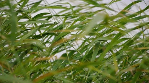 Gentle wind caressing lush green reeds