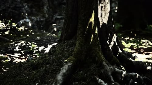 Mit Moos bedeckte Wurzel in einem dunklen Wald