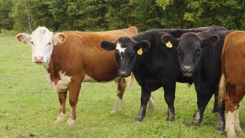 Aufnahme von Kühen, die auf einem Feld weiden.