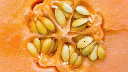 Melon orange frais, juteux et sucré avec graines. Saison de récolte.