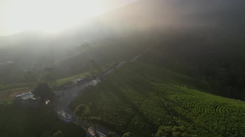 Aerial tea field