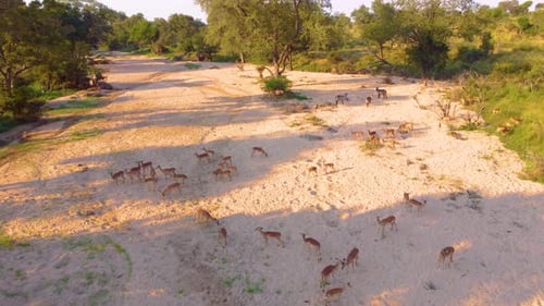 Aerial shot overhead a herd of deer with bucks in Kruger National Park