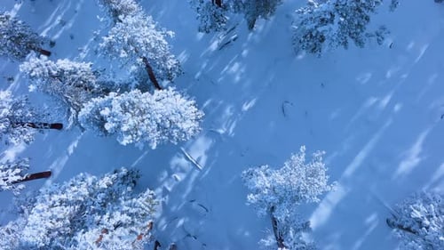 Aerial Top Down View of Snowy Pine Trees in Winter