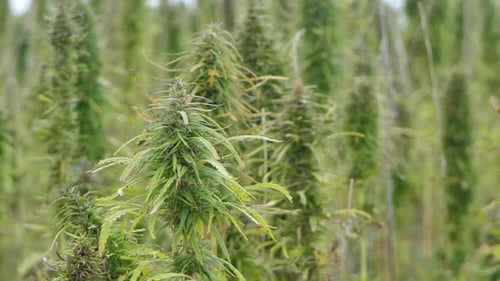 Narcotic marijuana plants in agricultural field outdoors. Medicinal cannabis field cultivation. Ille