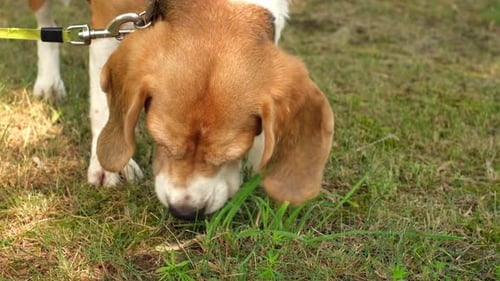 A hunting dog of the Beagle breed sniffs and eats young green grass in the park. A hungry dog.