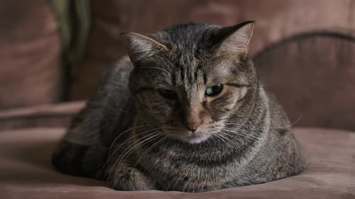 Cat Lying On The Couch Inside The House. - close up