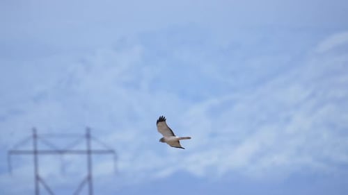 Northern Harrier gliding over field in Utah as it hunts