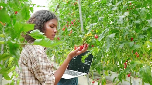 Woman Inspecting Tomatoes with Laptop in Greenhouse