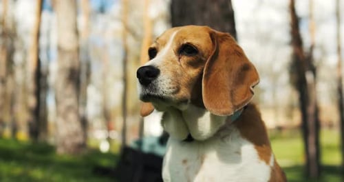 Portrait of a Beagle Dog Chilling in the Park Adult Beagle Walk in Spring Nature