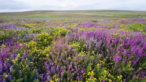 Bright colours cover hills as summer flowers bloom