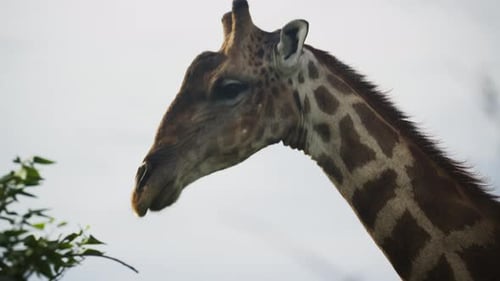 Nahaufnahme einer majestätischen Giraffe im afrikanischen Nationalpark, die auf grünen Akazienblättern kaut, herrlich