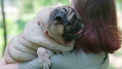 Rear View of Woman Holding Beige Pug Dog on Street