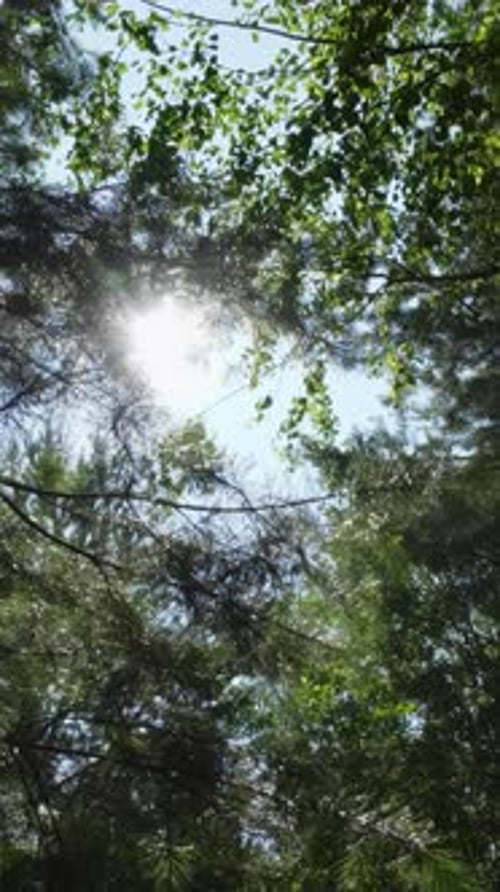 Clip : la lumière du soleil filtre gracieusement à travers une forêt verdoyante et luxuriante, couverte d'arbres majestueux