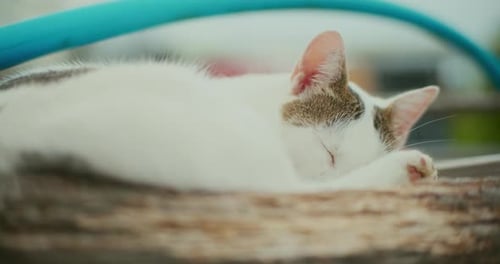 Close Up of White Cat Sleeping Carefree