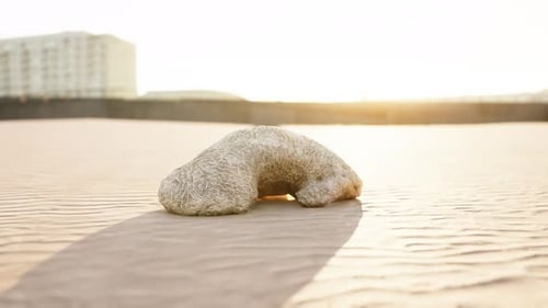 Old White Coral on Sand Beach