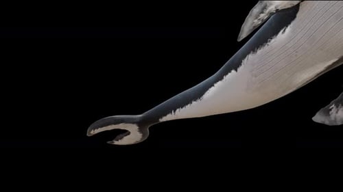 Realistic Humpback Whale Swimming Underwater with Detailed Movement