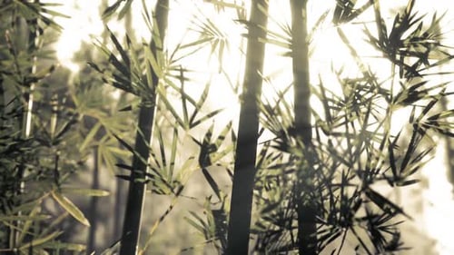 Sunlight Filtering Through Vibrant Bamboo Leaves in a Serene Natural Setting