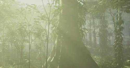 Sunlight Filters Through Lush Greenery in a Misty Forest Environment