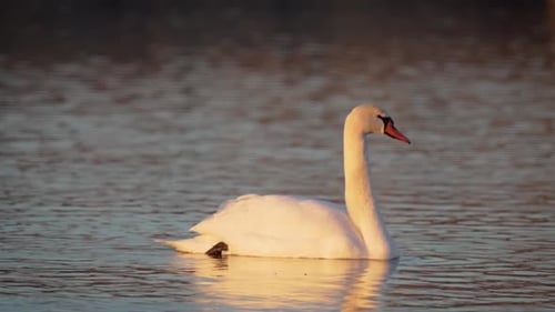 White Swan Floating on Lake Birds Overwintering at Natural Habitat Wild Goose Peacefully Floats on