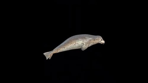 Sea Seal