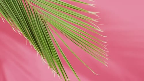 Green palm leaf and shadow on pink background with copy space