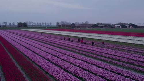 Aerial view of tulip fields at Keukenhof, Netherlands.