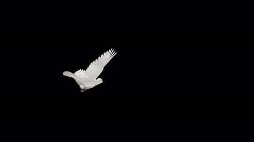 Romantic Dove - White Pigeon Bird - Flying Over Screen Transition - II - Alpha Channel - 4K