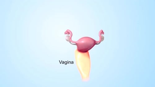 3D Animation of Female Reproductive System Anatomy