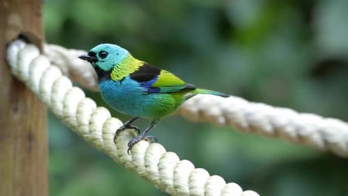 Colorida tangara de cabeza verde sentada sobre una cuerda, de cerca