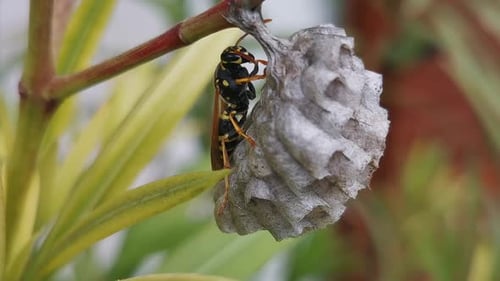 Einzigartige Makroaufnahmen einer Wespe, die ihr Nest auf einer Blume baut, indem sie sich die Beine leckt und hart arbeitet