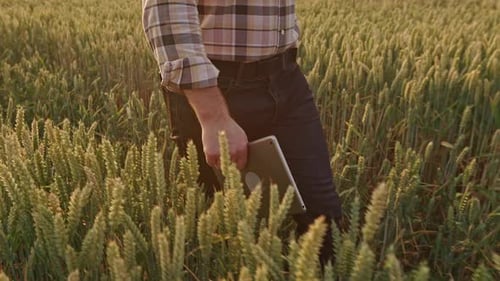 Male Agronomist Farmer Holding Tablet Walking on Field with Wheat