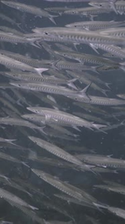 Several Number of Barracuda Swimming in the Sea in Koh Tao