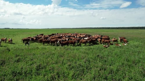 Countryside Farm Brown Cows and Calves Grazing in a Green Field of Grass View From a Height Organic