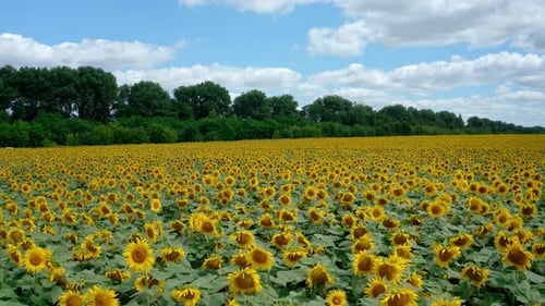 Beautiful bright colors of the sunflower field scenery. Contrasting colors of the blue sky field