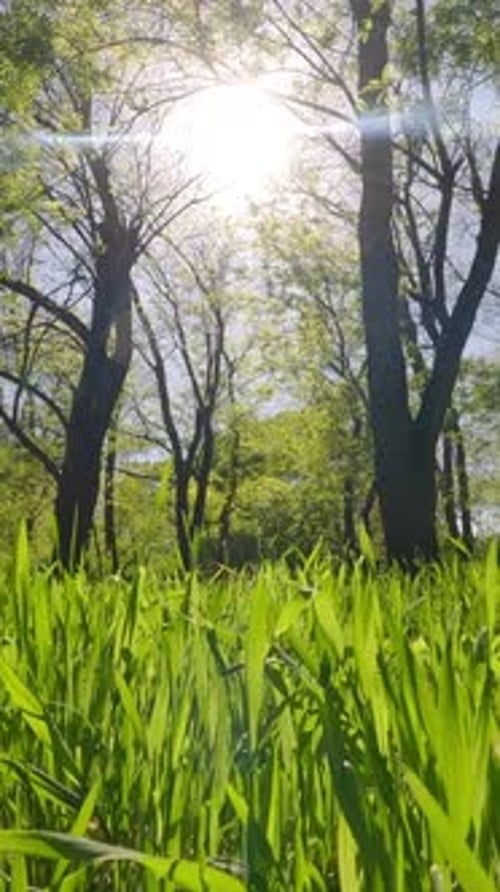 Nahaufnahme eines Spaziergangs auf grünem Gras im Park an einem sonnigen Tag im Gegenlicht, Pov-Ansicht