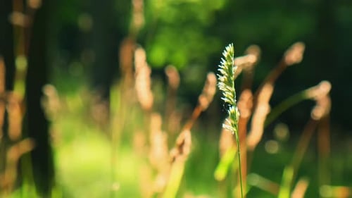 Fresh Green Grass Footage Ears of Rice in the Light of Dusk Gusty Wind Plays with Green Grass