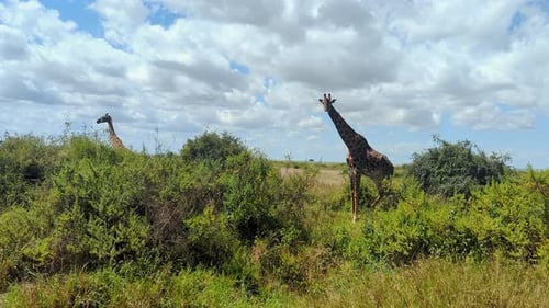 Giraffes Standing Tall on African Savanna