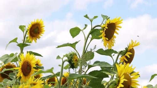 Field of Sunflowers in Summer